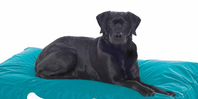 Futternapf und Hundekissen mit Stil